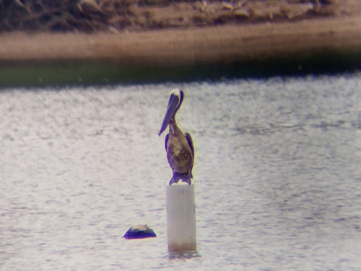 Brown Pelican - ML621122131