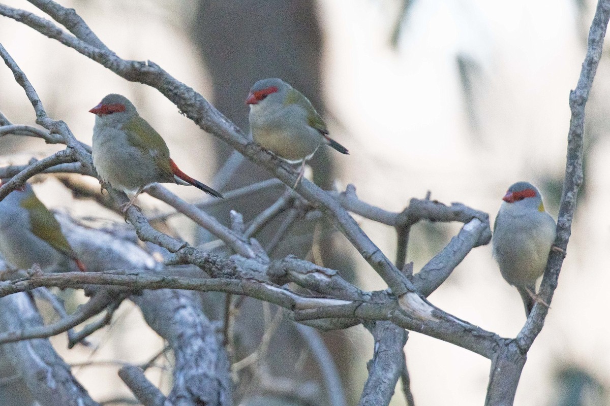 Red-browed Firetail - Pat and Denise Feehan