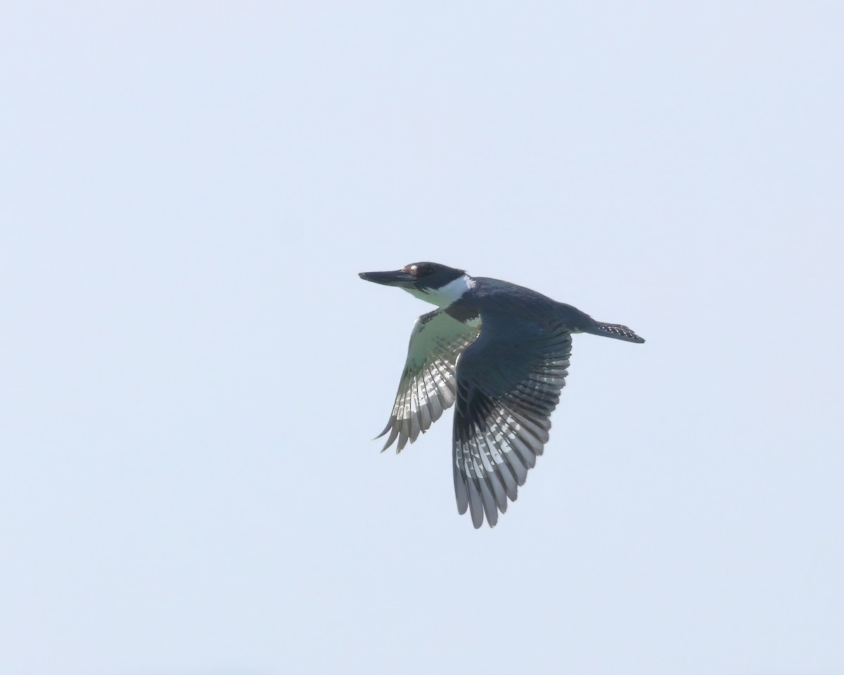 Belted Kingfisher - ML621122141