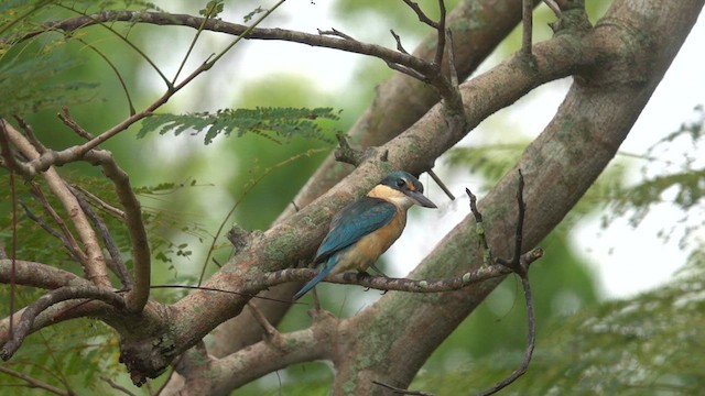 Sacred Kingfisher (Australasian) - ML621122142