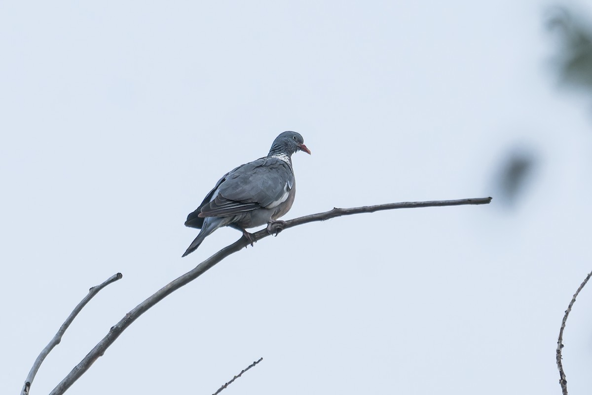 holub hřivnáč - ML621122143