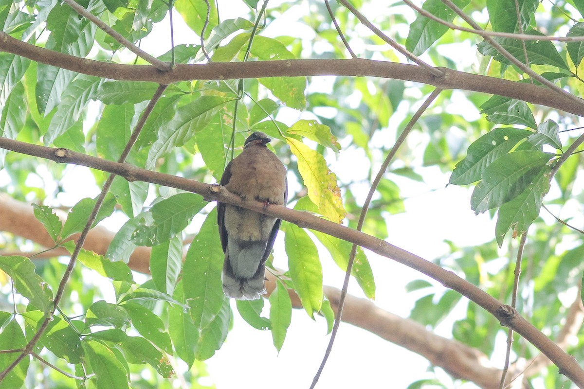 White-eared Brown-Dove - Wich’yanan Limparungpatthanakij
