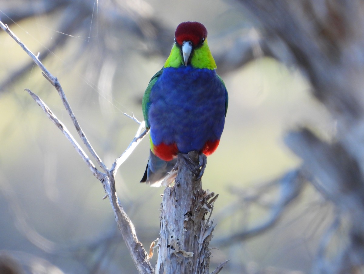 Red-capped Parrot - ML621122244