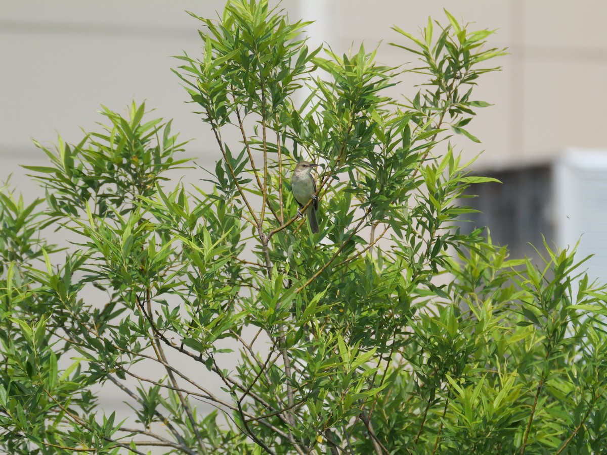Oriental Reed Warbler - ML621122264
