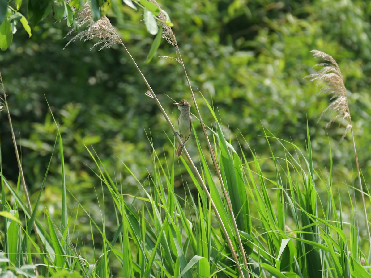 Oriental Reed Warbler - ML621122266