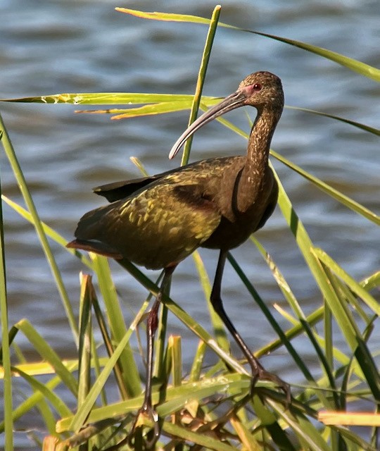 ibis americký - ML621122281