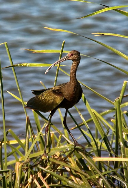 ibis americký - ML621122282