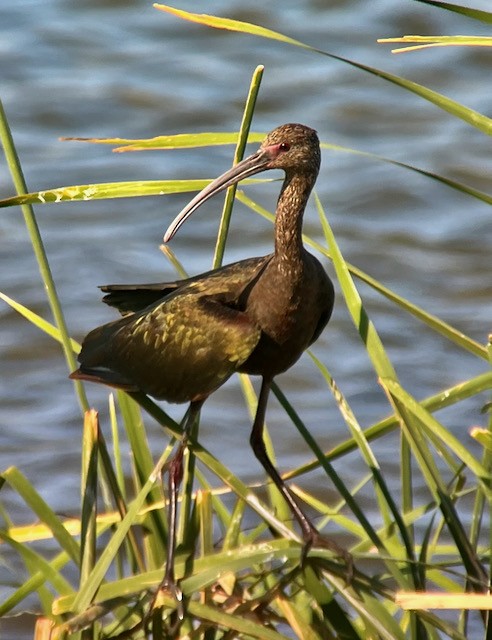 ibis americký - ML621122284