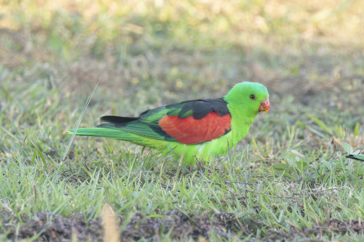 Папужець-червонокрил австралійський - ML621122291