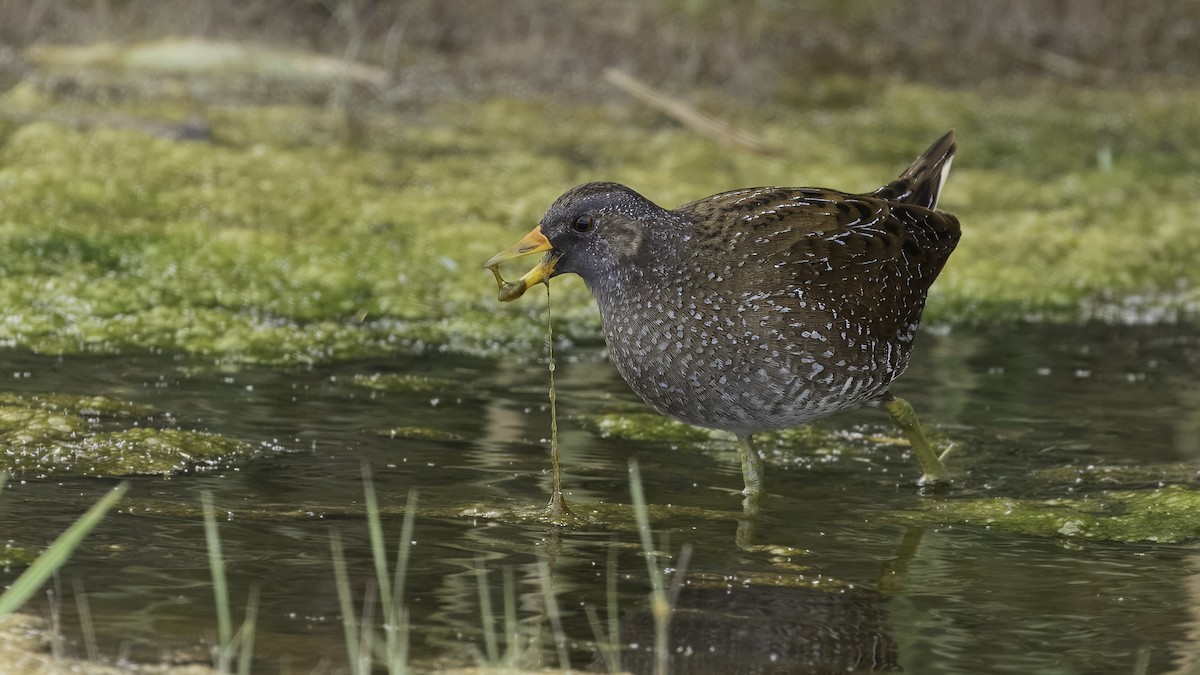 Spotted Crake - ML621122292