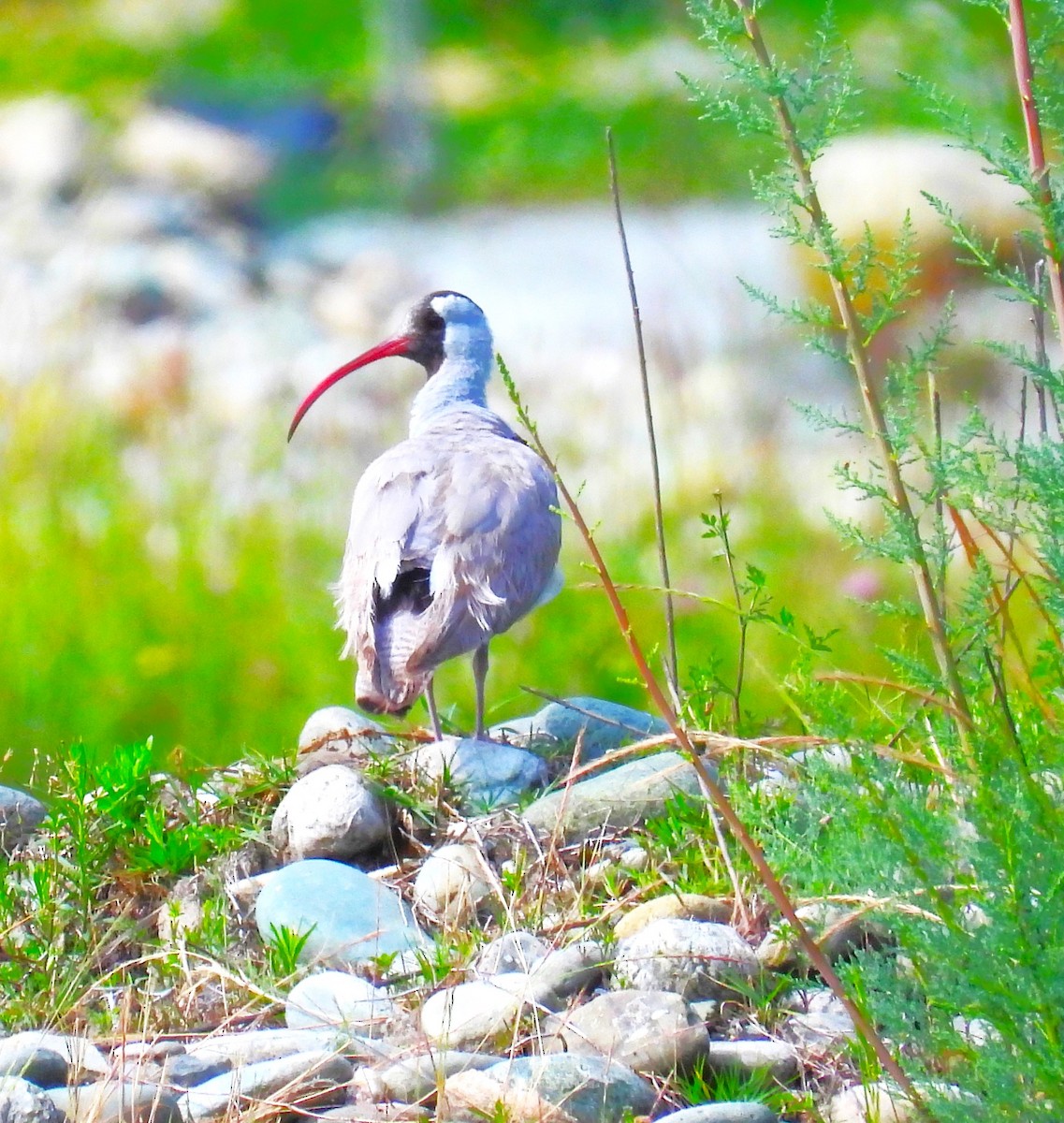 Bec-d'ibis tibétain - ML621122294