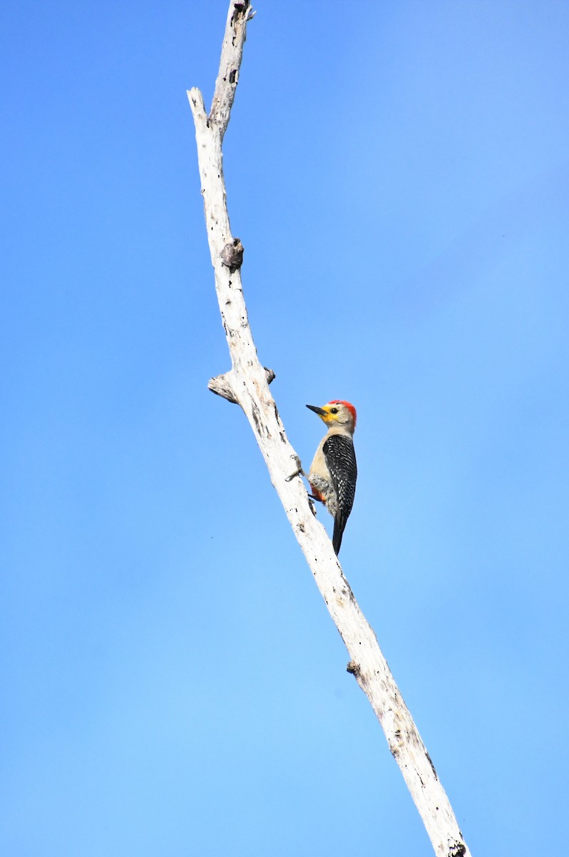 Yucatan Woodpecker - ML621122322