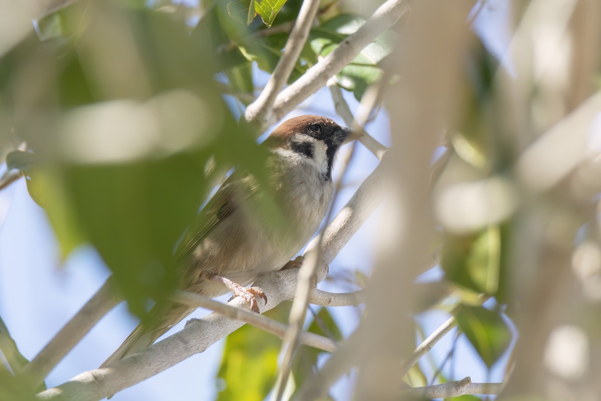 Eurasian Tree Sparrow - ML621122329