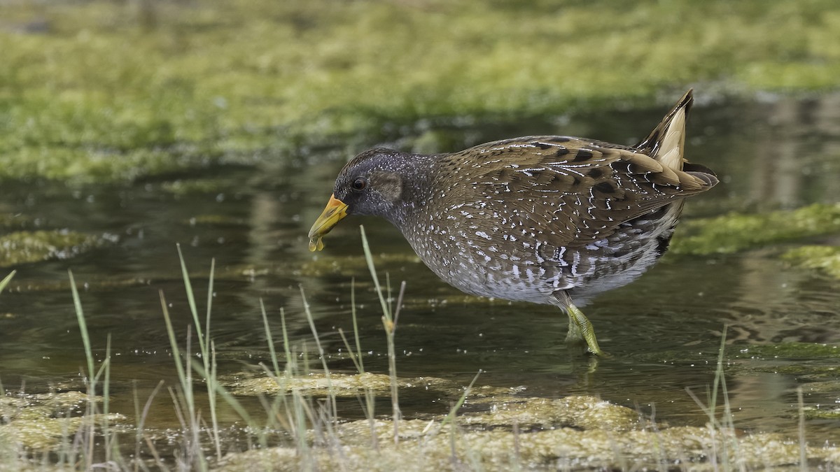Spotted Crake - ML621122338