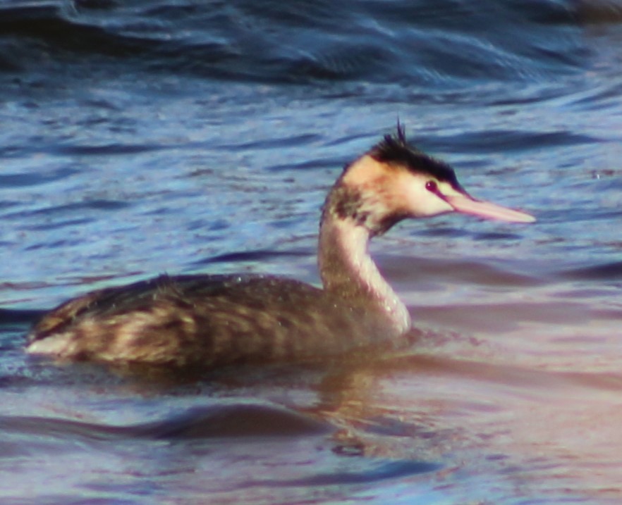 Great Crested Grebe - ML621122343