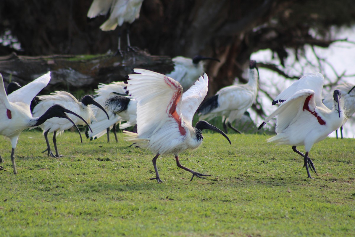 ibis australský - ML621122361