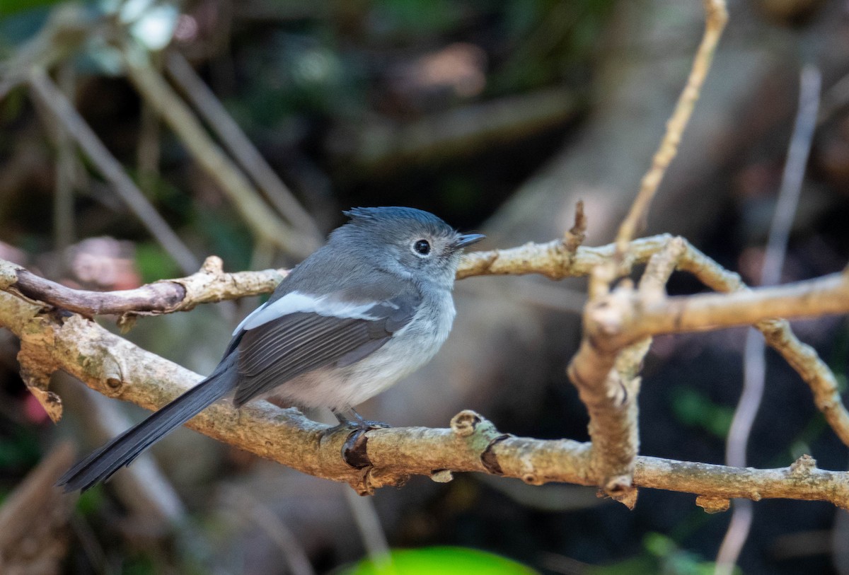 African Crested Flycatcher - ML621122374
