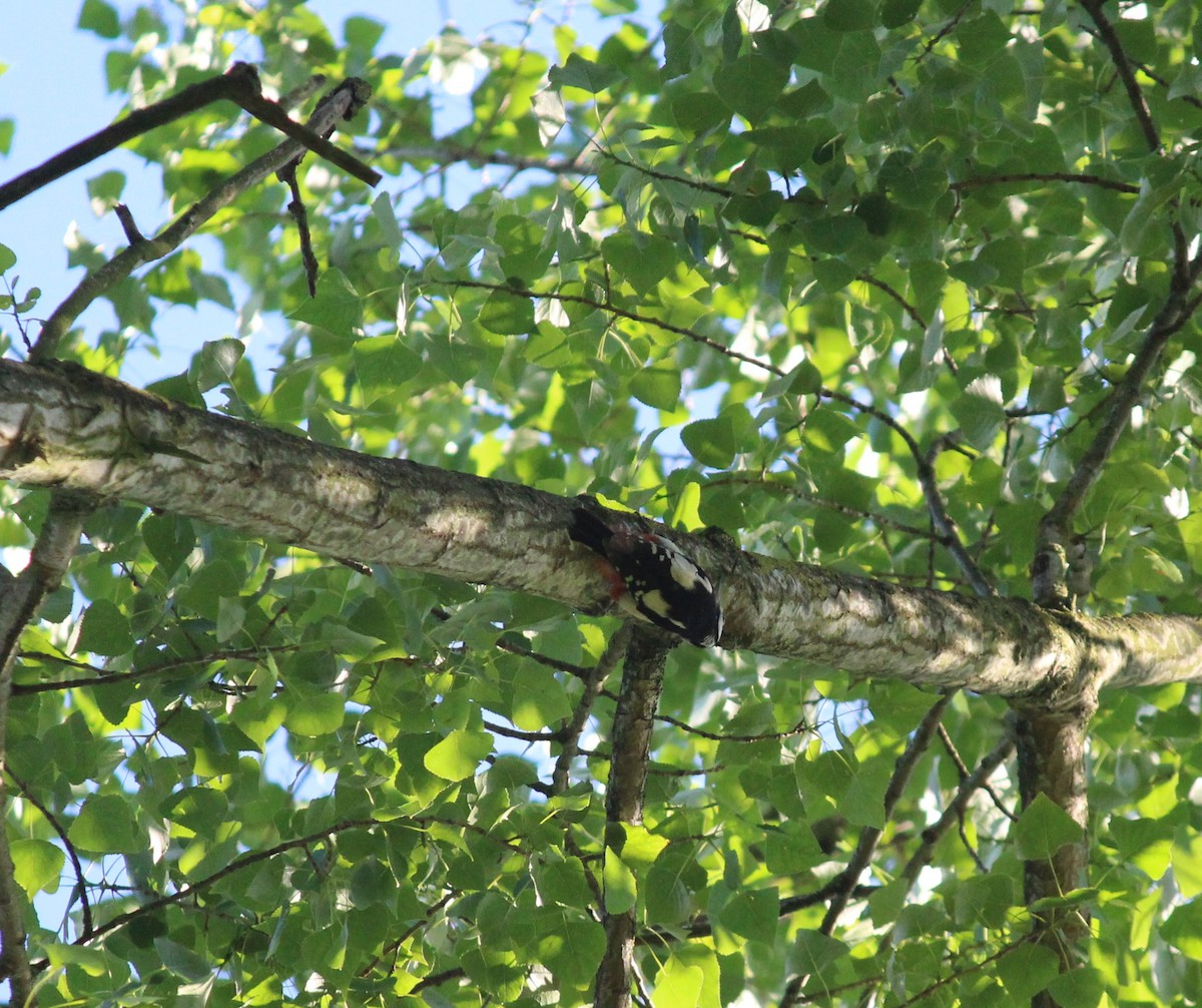 Great Spotted Woodpecker - ML621122387