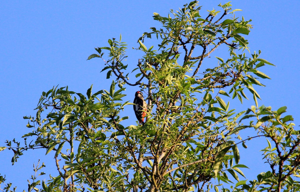 Great Spotted Woodpecker - ML621122388