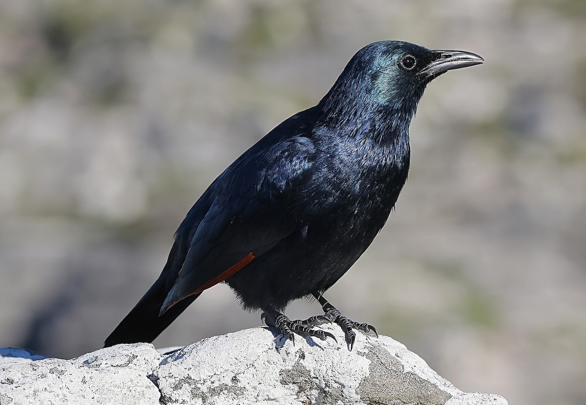 Red-winged Starling - ML621122394