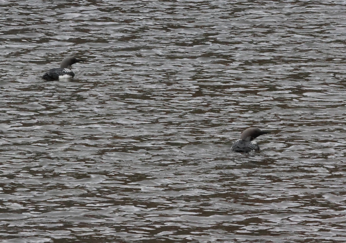 Red-throated Loon - ML621122398