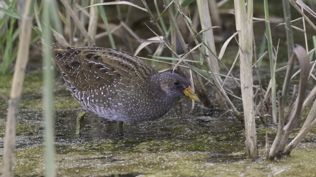 Spotted Crake - ML621122404