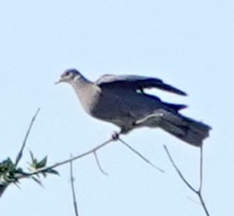Band-tailed Pigeon - ML621122437