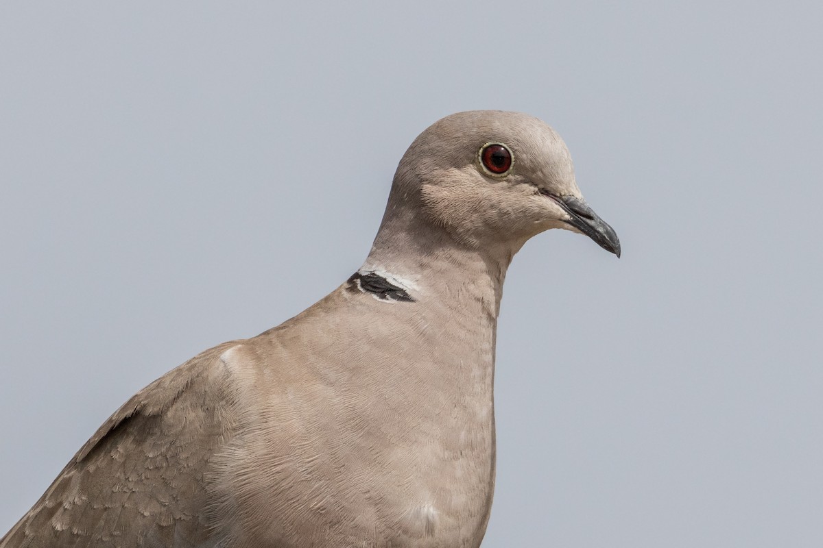 Eurasian Collared-Dove - ML621122452
