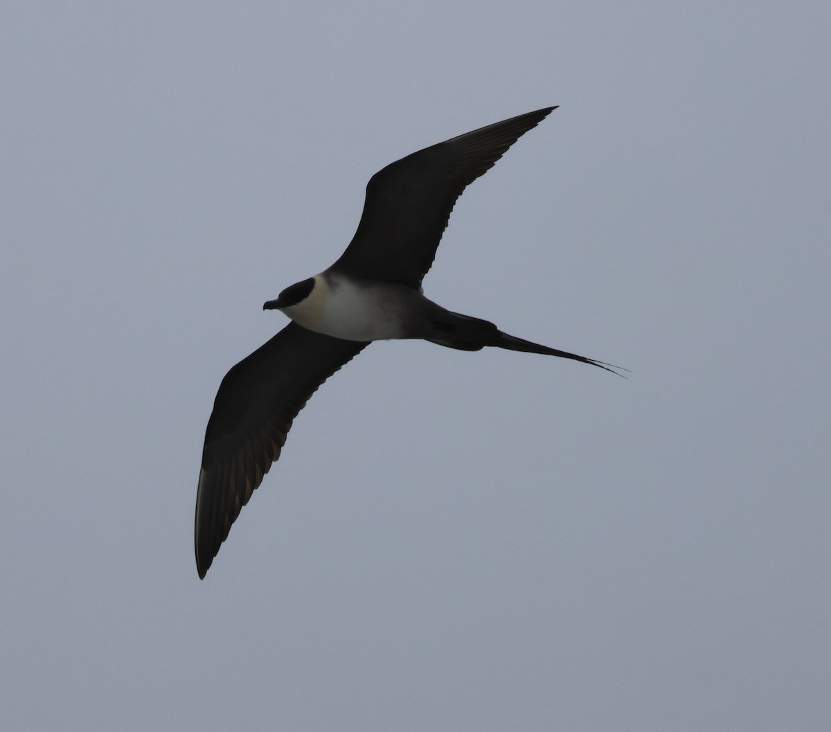 Long-tailed Jaeger - ML621122482