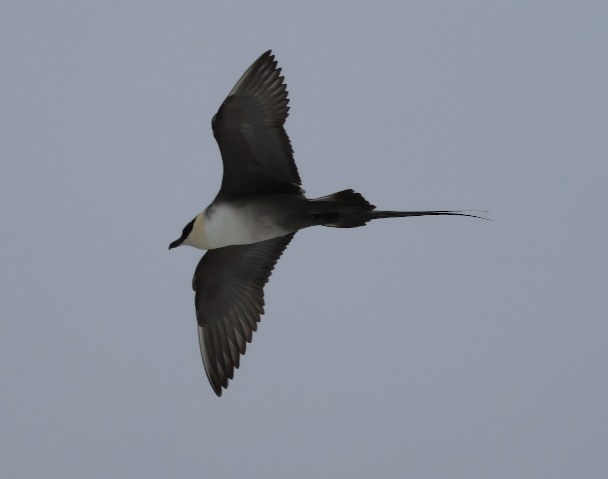 Long-tailed Jaeger - ML621122483