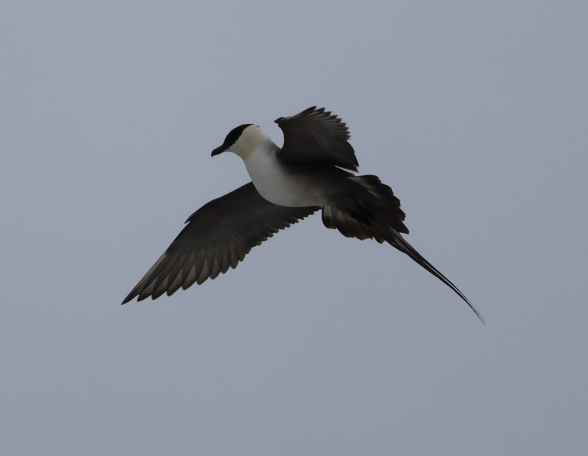 Long-tailed Jaeger - ML621122484