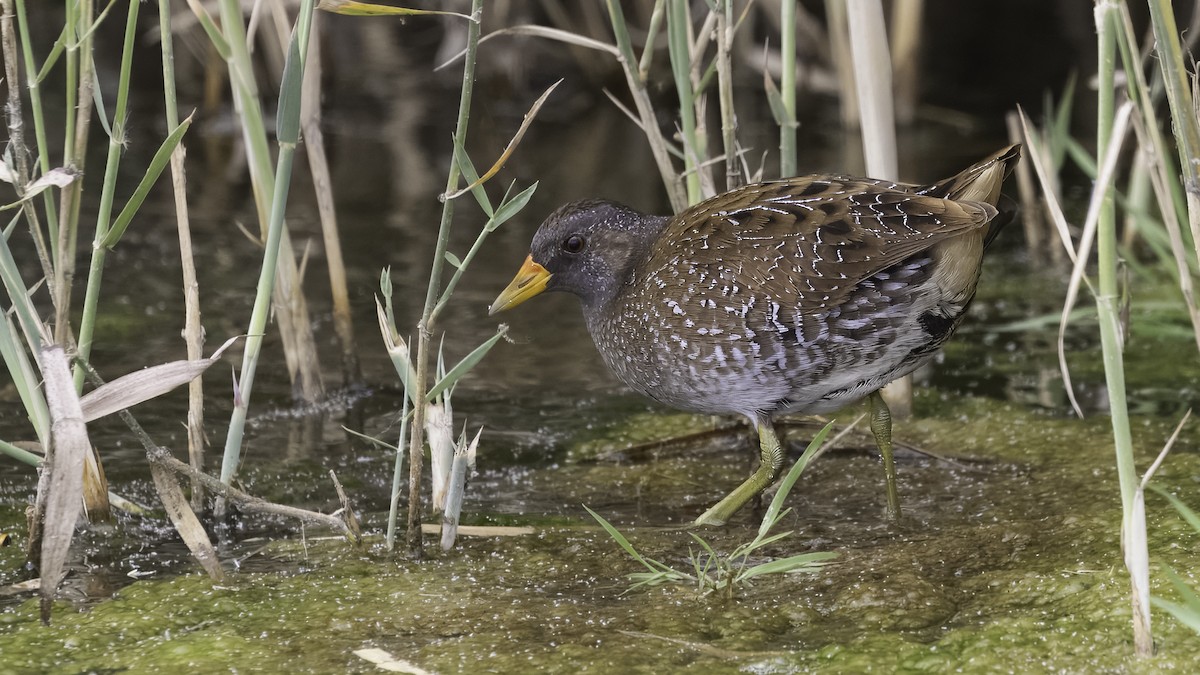 Spotted Crake - ML621122487
