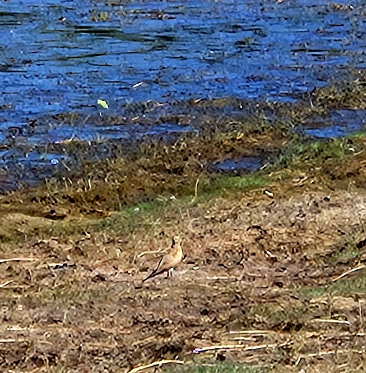 Australian Pratincole - ML621122488