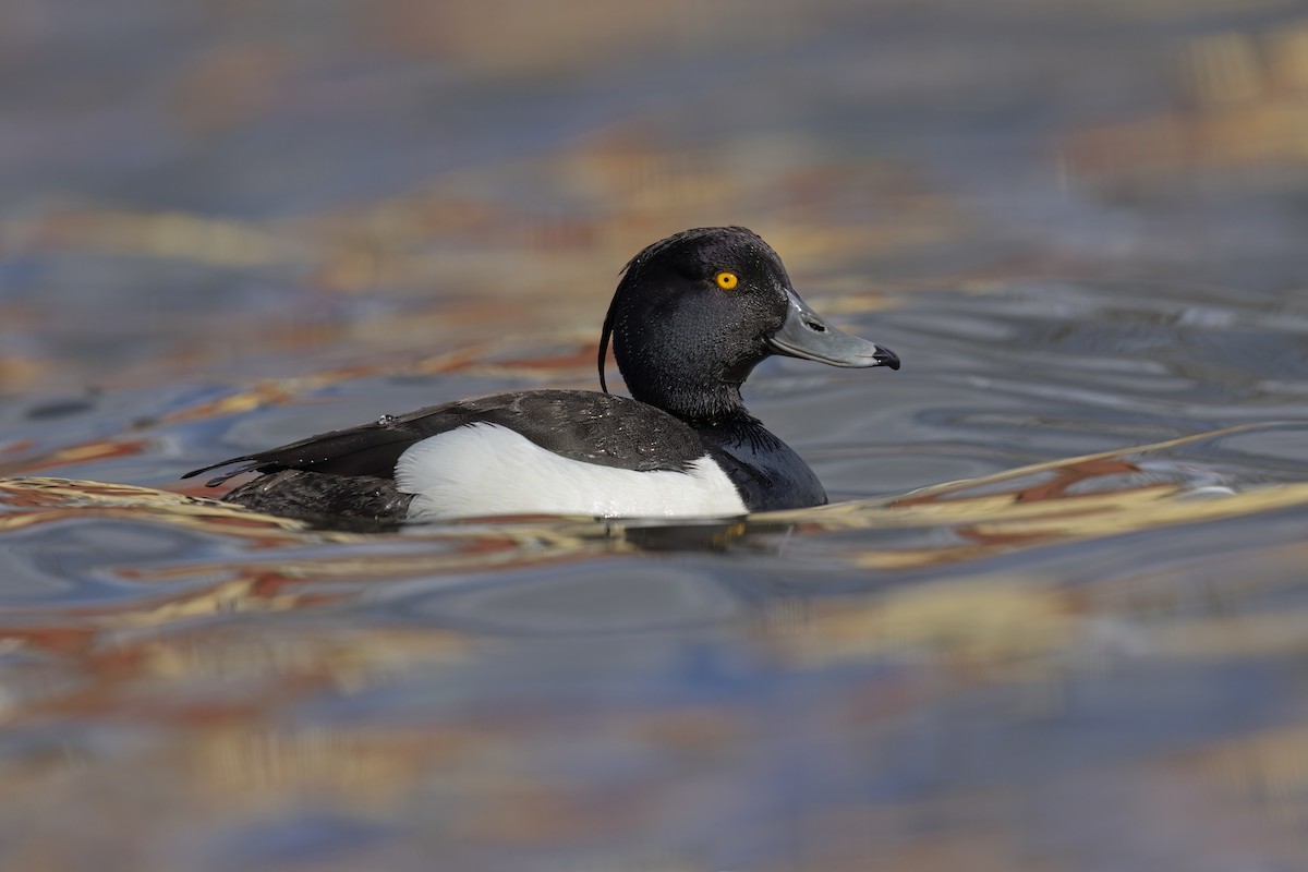 Tufted Duck - ML621122510