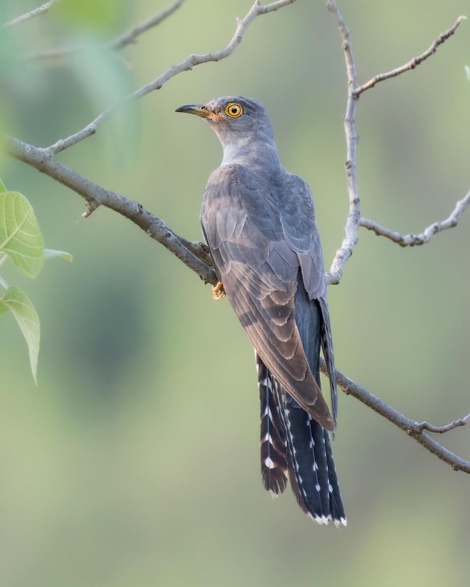 Common Cuckoo - ML621122536