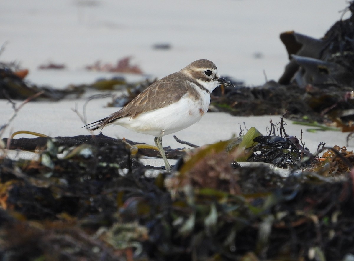 Double-banded Plover - ML621122547