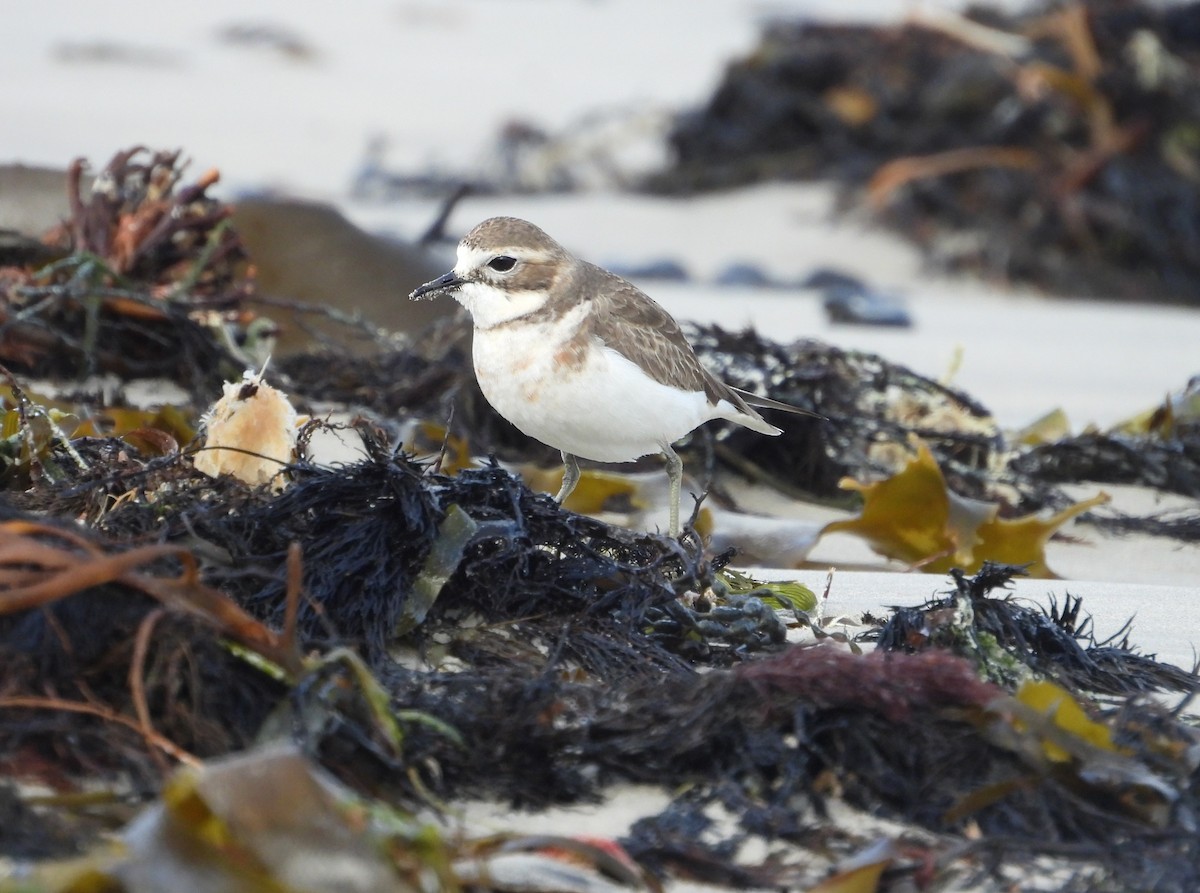 Double-banded Plover - ML621122548