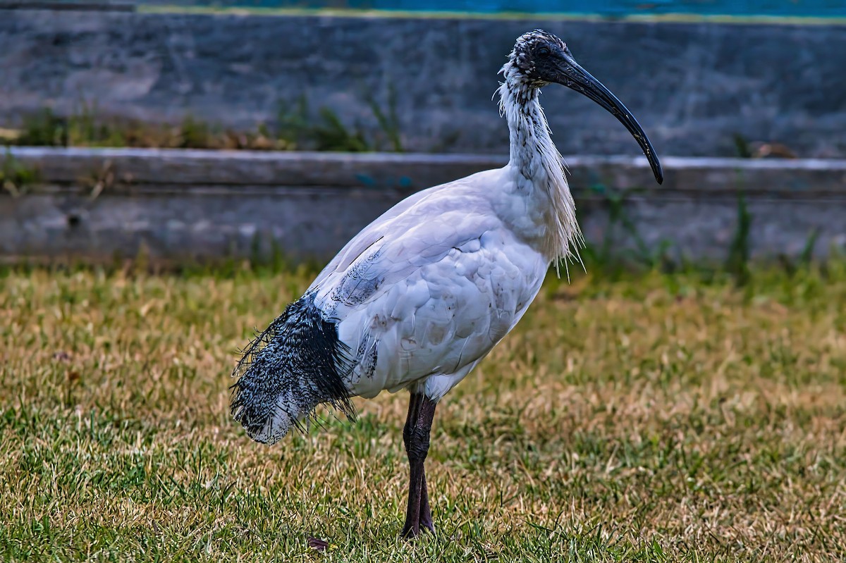 ibis australský - ML621122578