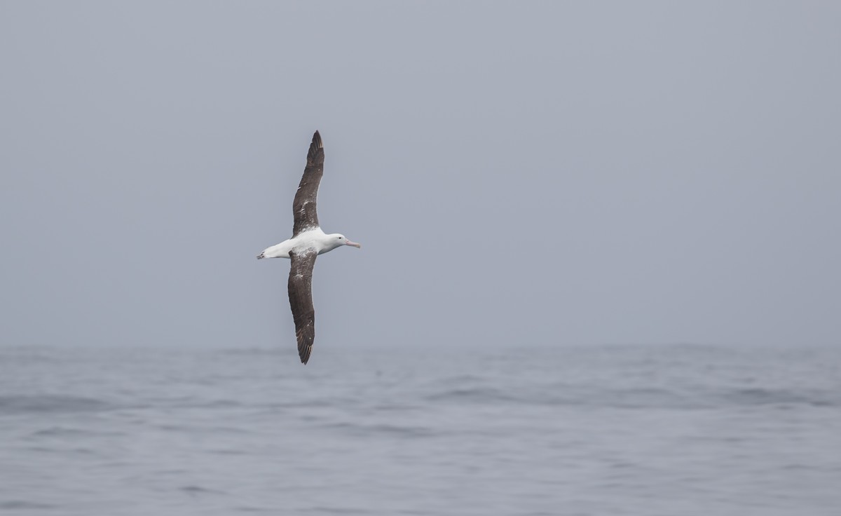 albatros královský - ML621122585