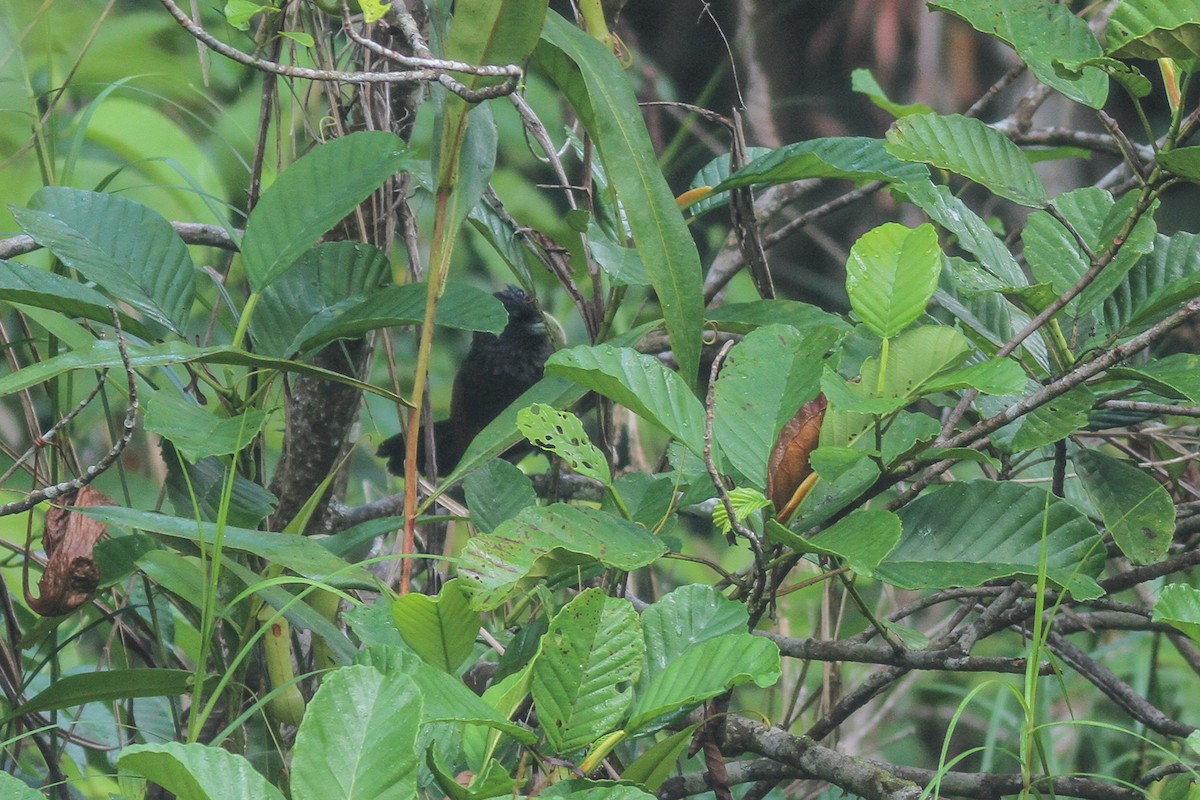 Green-billed Coucal - ML621122587