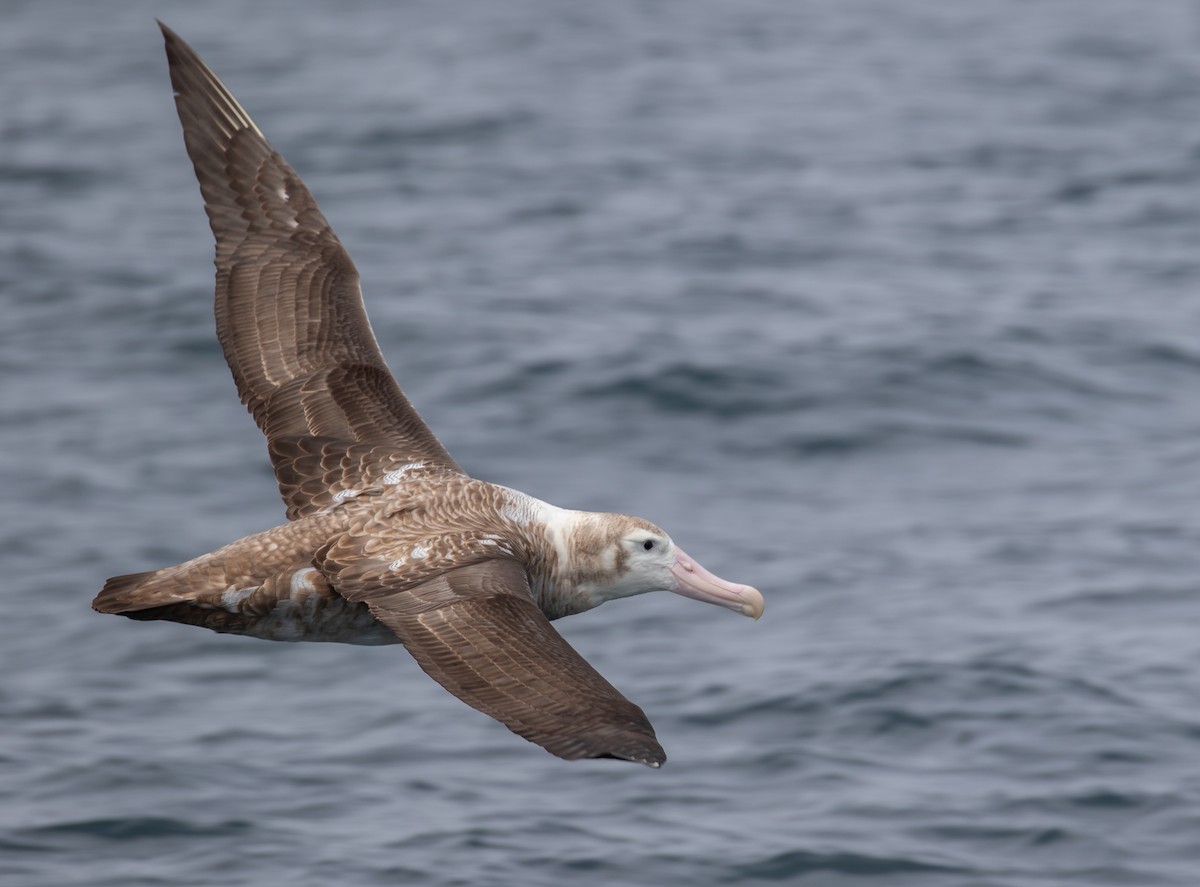 albatros stěhovavý - ML621122589