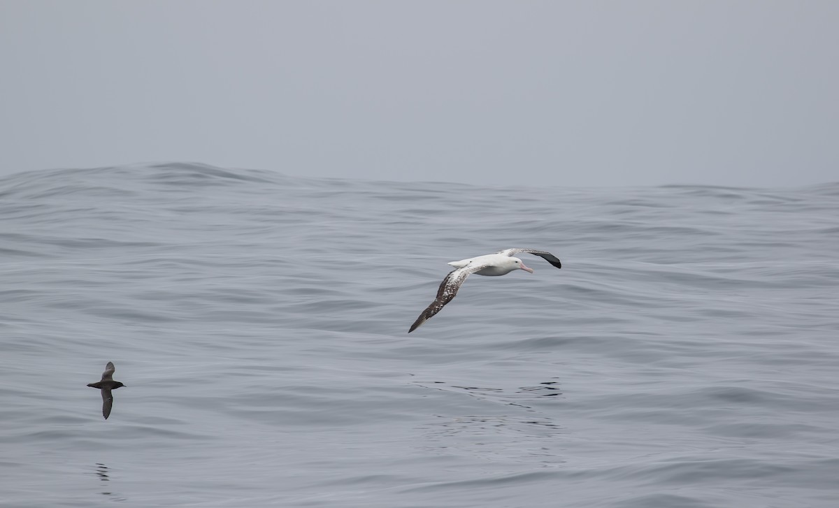 Antipodean Albatross (gibsoni) - ML621122590