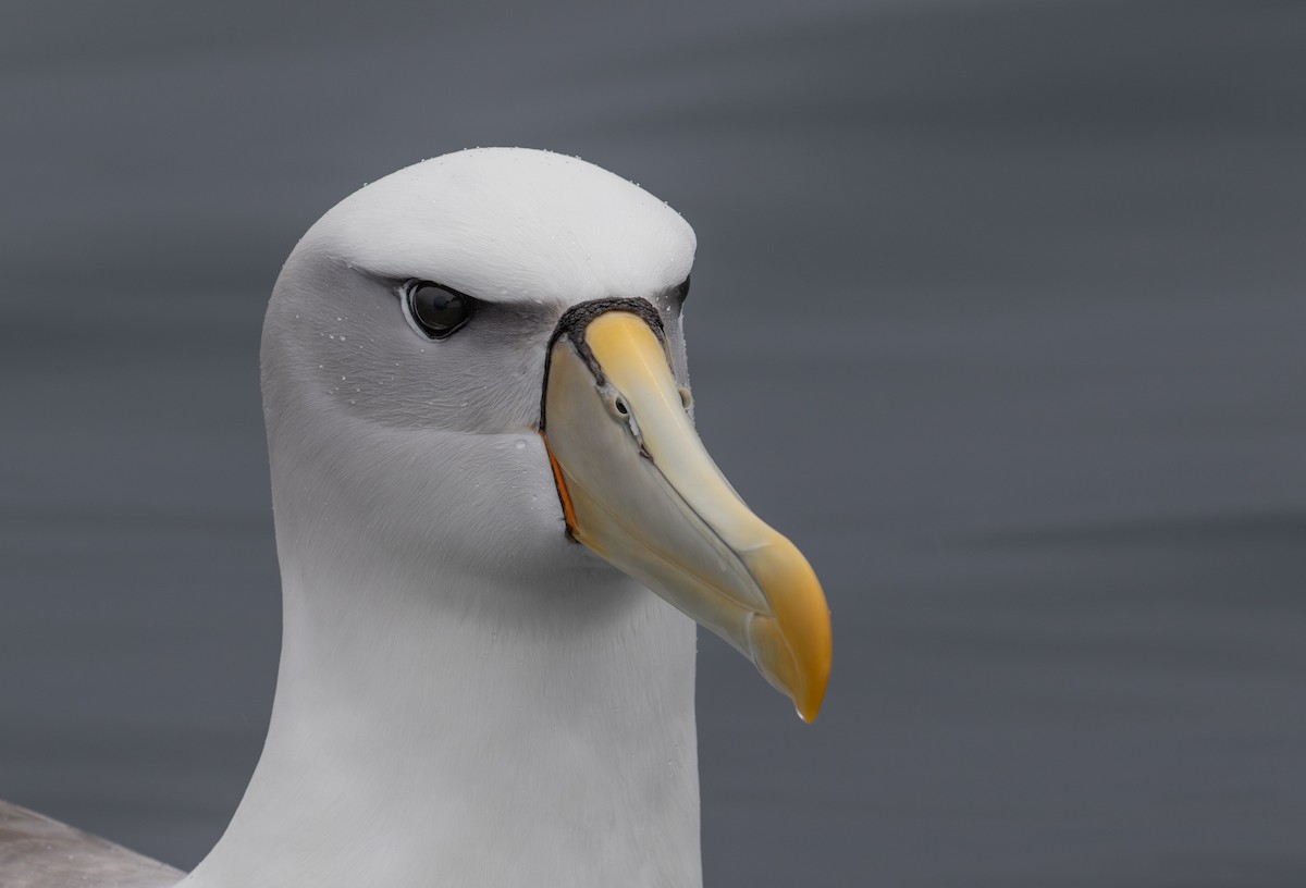 Albatros à cape blanche - ML621122591