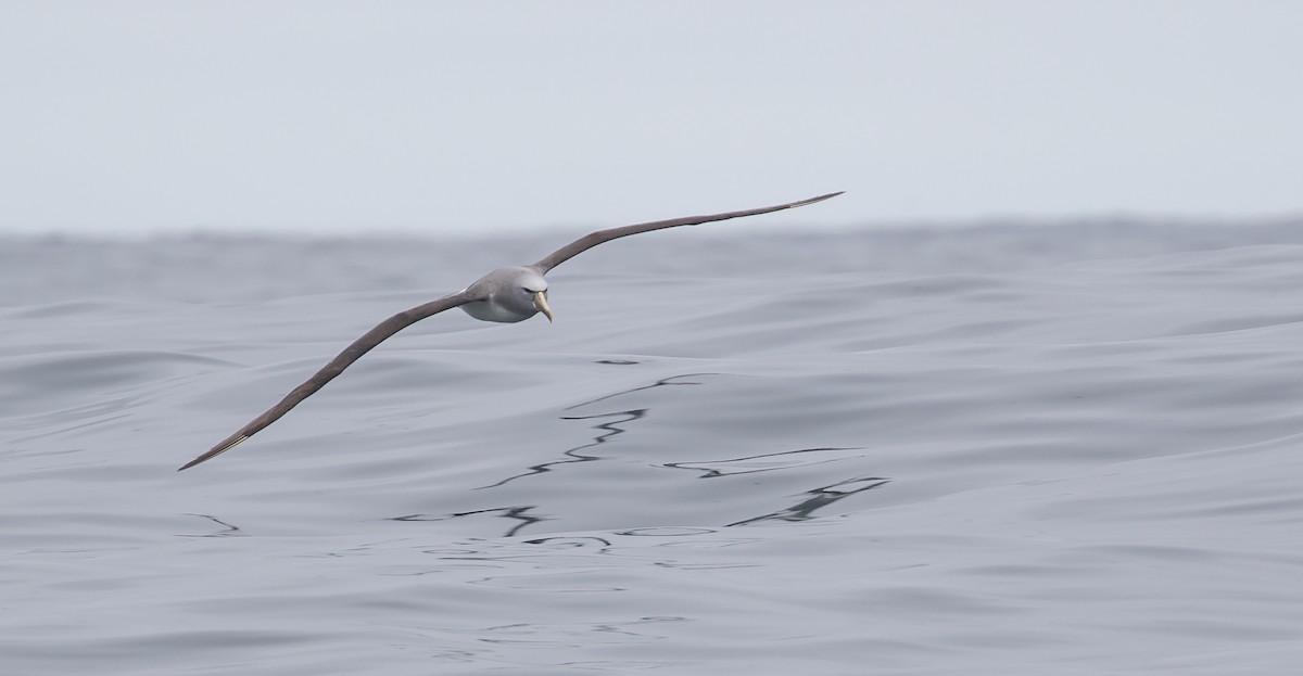 albatros snarský - ML621122592