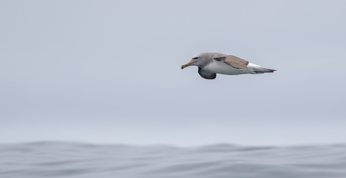albatros snarský - ML621122593