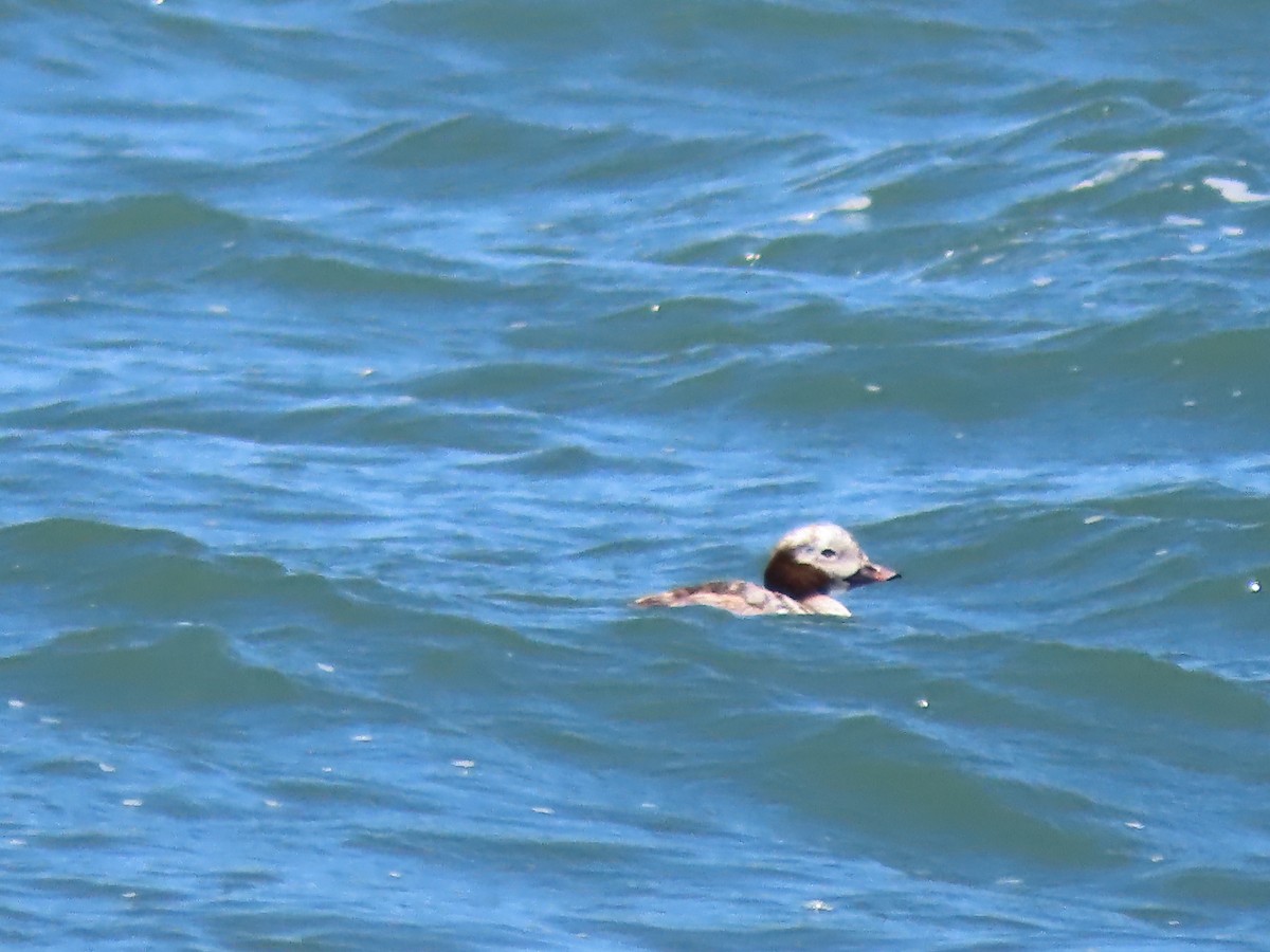 Long-tailed Duck - ML621122625