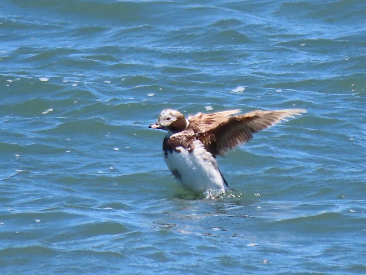 Long-tailed Duck - ML621122626
