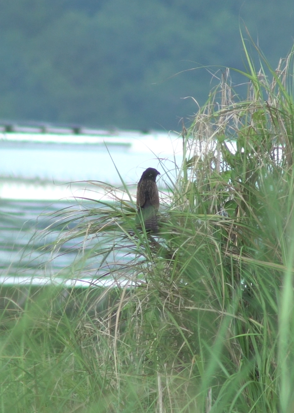 Lesser Coucal - ML621122641