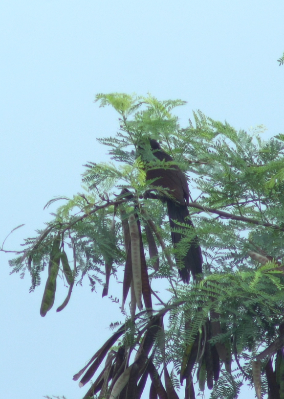 Philippine Coucal - ML621122642