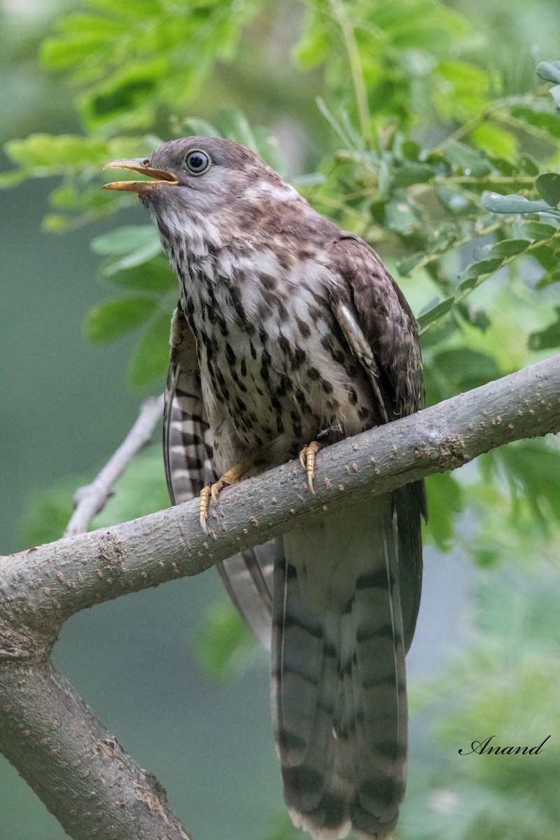 Common Hawk-Cuckoo - ML621122669